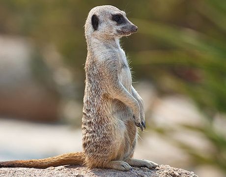 links Links & Resources